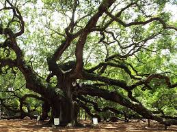 review of angel oak tree johns island