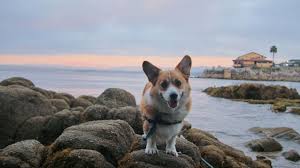 lots to do on dog friendly cannery row