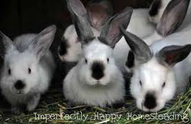 how to use rabbit fertilizer for a