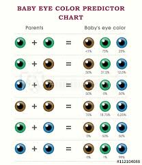 Baby Eye Color Predictor Chart Template Buy This Stock