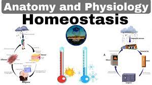 homeostasis anatomy and physiology
