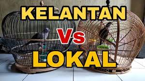 Contact terkukur kelantan on messenger. Derkuku Kelantan Juara Nasional Vs Tekukur Lokal Juara Daerah Youtube