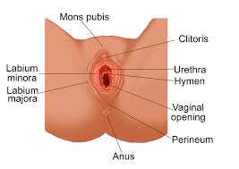 Get to know your pink parts. Female Reproductive Anatomy True