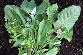 20 edible weeds in your garden with