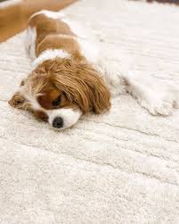 pet friendly rugs dog friendly rugs
