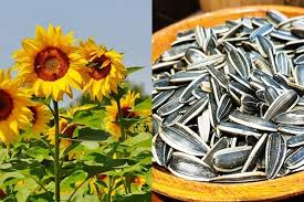 Membuat sketsa sendiri merupakan langkah bunga matahari merupakan tanaman yang memiliki saluran getah kelenjar minyak. 7 Manfaat Biji Bunga Matahari Untuk Kesehatan Menangkal Kanker