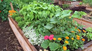 Small Vegetable Garden Ideas Garden Gate
