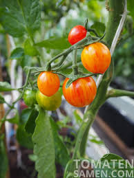 Indeterminate, but compact plants with regular leaf foliage that produce good yield of large, round and slightly. Tomatensamen Tomate Sunrise Bumblebee 10 Samen Saatgut Kaufen
