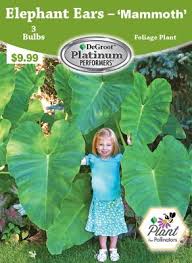 Unlike regular elephant ears, the huge thick leathery upright leaves will reach to the sky. Degroot Elephant Ears Mammoth 3 Bulbs At Tractor Supply Co