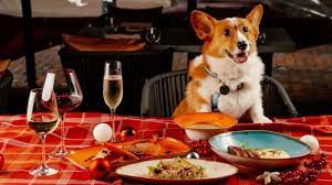 pet friendly restaurants 10 best