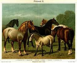 List Of Horse Breeds Wikipedia