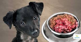 raw dog food 6 simple rules to get