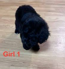 shih tzu x toy poodle dogs puppies