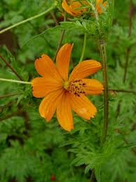 The production of paper and paper products; Cosmos Sulphureus Sulphur Cosmos Go Botany