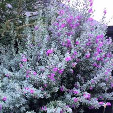 This native plant grows in sunny relatively dry areas of texas. Blooming Texas Sage A Sign Of Rain