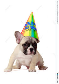 Happy birthday images for her. Happy Birthday Puppy Stock Photo 28670201 Megapixl