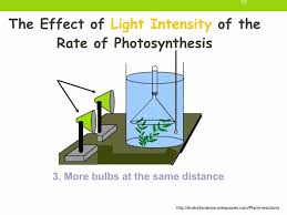 Photosynthesis Gcse Biology Triple