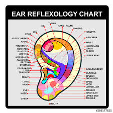 Ear Reflexology Chart Poster Vector Buy This Stock Vector