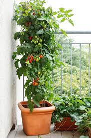 Growing Tomatoes In Containers 5 Steps