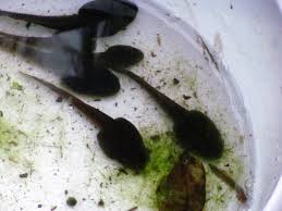 How To Tell Tadpoles From Salamander Larva Donna L Long