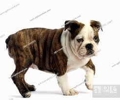 dog english bulldog 4 month old puppy