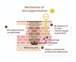 of melanin in protecting the skin