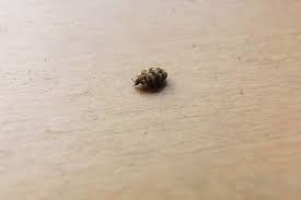 dead carpet beetles in your home