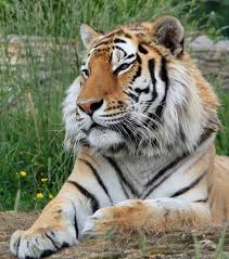 tiger free stock photo public domain