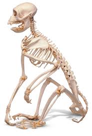 We will look at the bones making up their skull and show how it actually contains many bones. What Is A Vertebrate Vertebrate Definition Dk Find Out