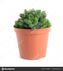 succulent plant in flowerpot isolated