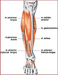 Leg bones diagram / muscles that lift the arches of the feet. Pin On A P