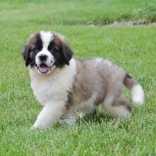 Also, be sure to check the saint bernard dog breeder listings in our dog breeder directory, which feature upcoming dog litter announcements and current puppies for sale for that dog breeder. St Bernard Puppies For Sale Grand Rapids Mi 259206