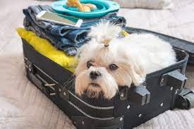 flying with your dog on delta airlines