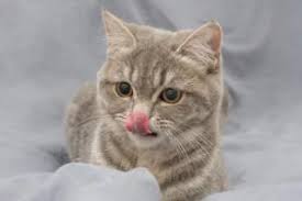 6 causes of swollen lip in cats the