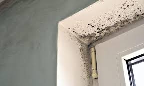 get rid of mould on bathroom walls