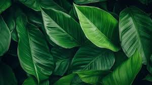 dark green leaves wallpaper background