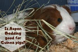 is aspen bedding good for guinea pigs