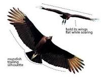 which-is-bigger-black-vulture-or-turkey-vulture