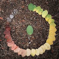 Image result for circle of life