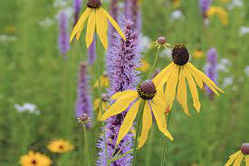 Native Plants Prairie Nursery