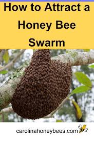 A large number of insects or other small organisms, especially when in. Attracting Honey Bees Swarms Free Bees Honey Bee Swarm Bee Swarm Backyard Bee