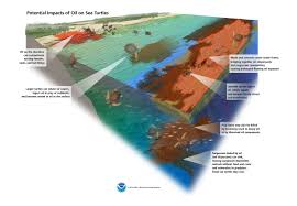 how do oil spills affect sea turtles