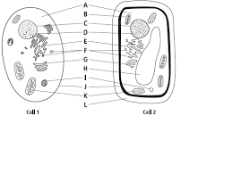 Click here to get an answer to your. Animal Cell Blank Diagram Human Body Anatomy