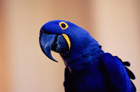 hyacinth macaws blue parrots
