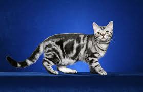 The average lifespan of a cat is about 15 years, so they often outlive most of our pet dogs. Feline Find How The Tabby Cat Got Its Stripes Live Science