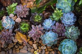 how to create a succulent garden in 7