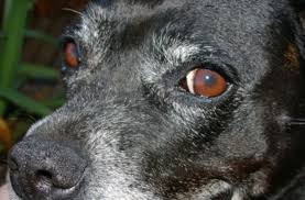 black p on my dog s eyelid