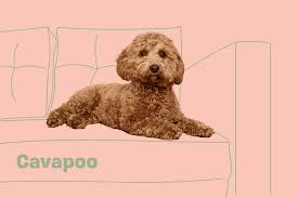 cavapoo dog breed information and