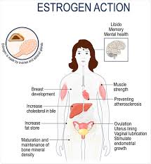 estradiol and estrogen levels