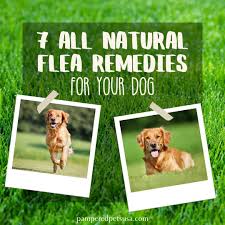natural remes to keep your dog flea